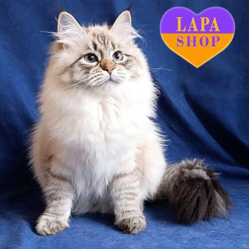 Милая сибирская кошечка Vivienne