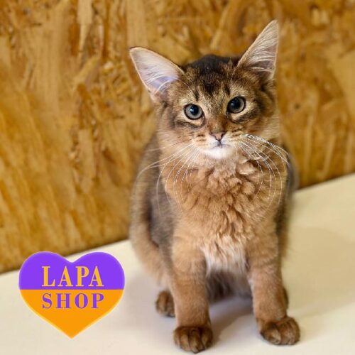 Odesa is a Somali Ruddy Beauty