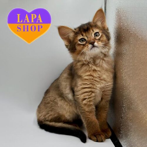 Charming Somali Kitten Quatro