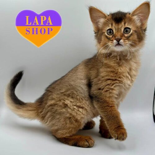 Queen is a Somali Ruddy Beauty