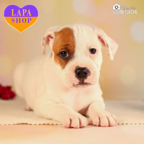 Джентельмен породи стаффордширський бультер'єр білого з рудим забарвлення