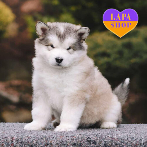 Stephania – очаровательная девочка породы аляскинский маламут