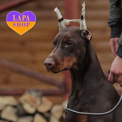 Sunny — Charming Brown Doberman Girl