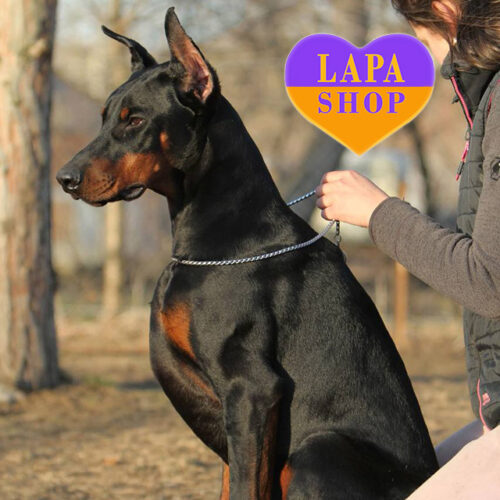 Sydney — Elegant Doberman Gentleman