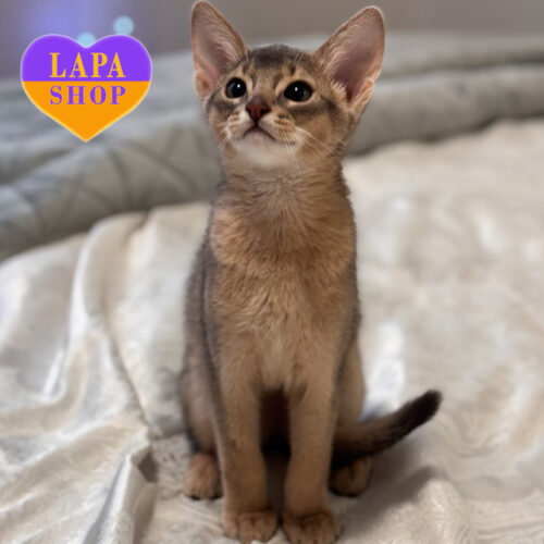 Teo — Cute Abyssinian Kitten Waiting For His Family