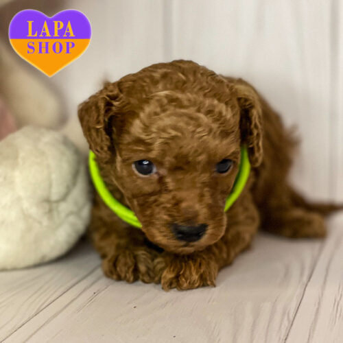 Красавец породы той пудель красного окраса