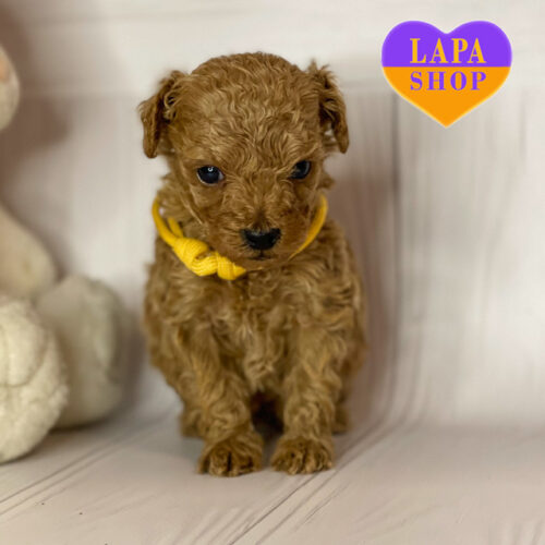 Милый мальчик породы пудель красной окраски