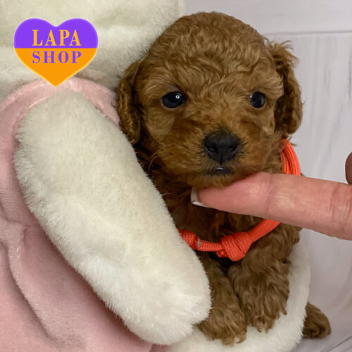 Милая девочка породы той пудель ждет семью