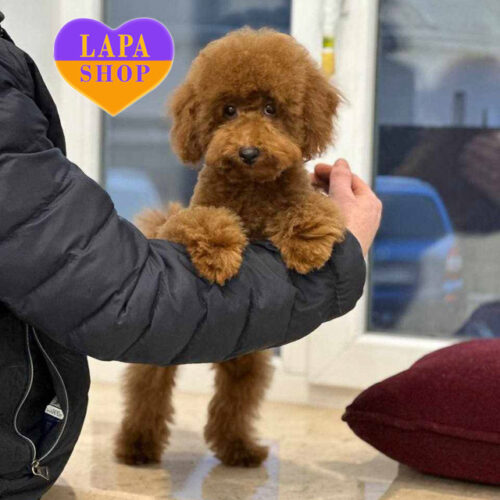 Милий рудий хлопчик породи той пудель