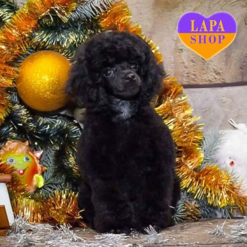 Sweet Boy of the Black Toy Poodle Breed