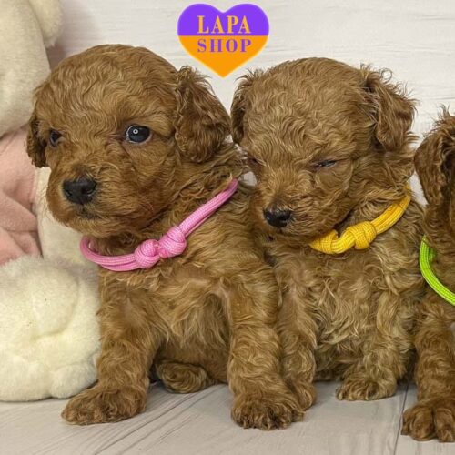 Очаровательная красавица породы той пудель ждет семью