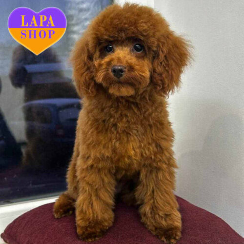 Рудий хлопчик породи той пудель