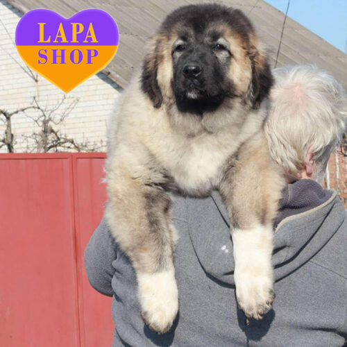 Сіра красуня породи кавказька вівчарка Цариця