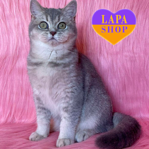 British Beauty Uma in a Blue Coat