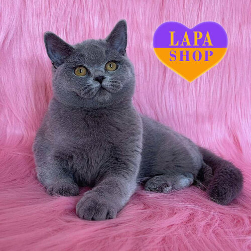 Charming Blue British Beauty Valerie