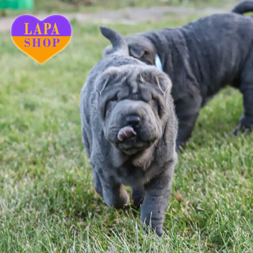 Чарівна дівчинка Vikki породи шарпей блакитного забарвлення