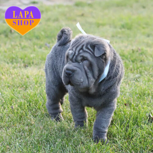 Блакитний хлопчик Viliam породи шарпей