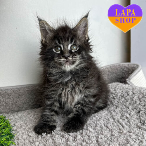 Роскошный котенок породы мейн-кун Vivi