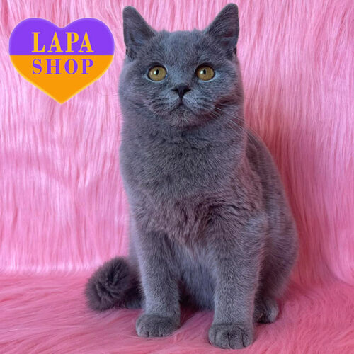 Charming Blue British Boy Vix