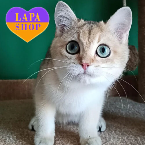 Валли — роскошный британский красавчик в золотой шубке