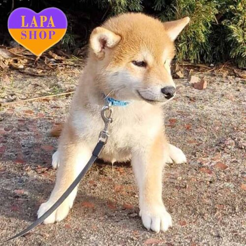 Wataru — красивый мальчик породы шиба-ину рыжего окраса