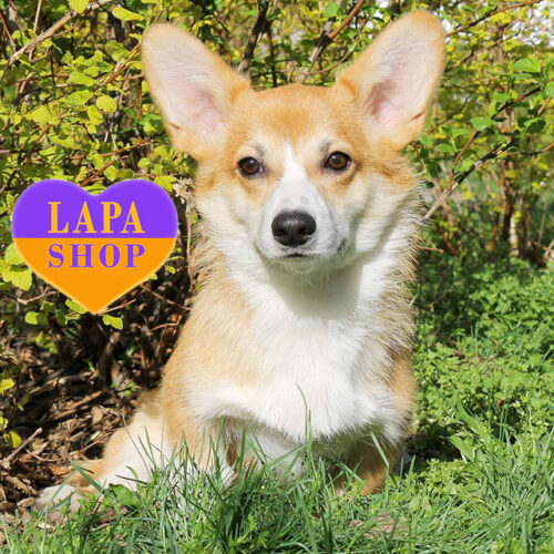 Милый щенок вельш корги пемброк — ваш будущий любимец