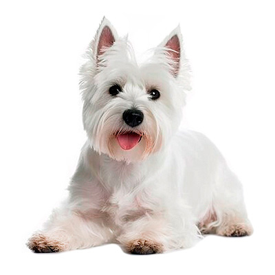 Вест хайленд вайт тер'єр
