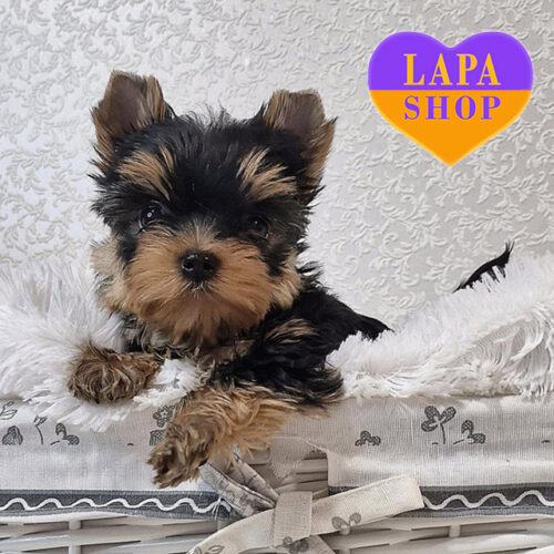 Очаровательная красавица породы йоркширский терьер