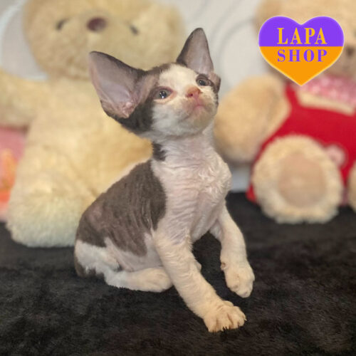 Johnny – настоящий красавец породы девон-рекс ждет свою семью