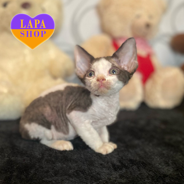 зображення_viber_2025-01-16_15-07-42-163