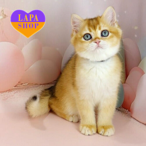 Британская короткошерстная красавица Зося — ваша будущая любимица