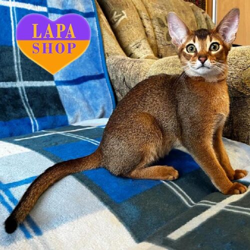 Грациозная абиссинская красавица дикого окраса Patricia