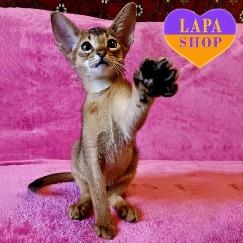 Абиссинский красавчик роскошного дикого окраса Quentin