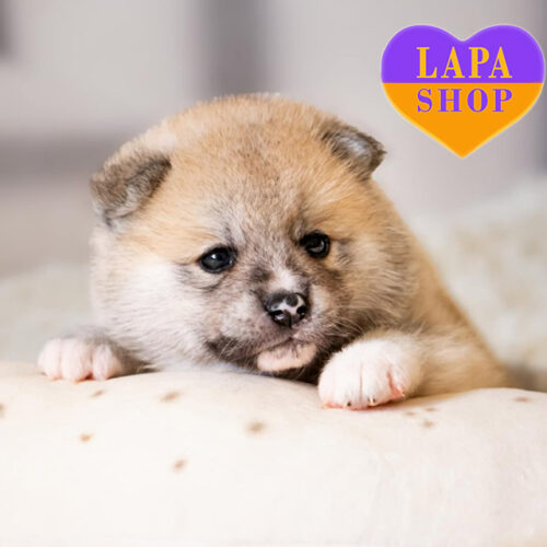 Очаровательный мальчик породы акита-ина рыжего окраса