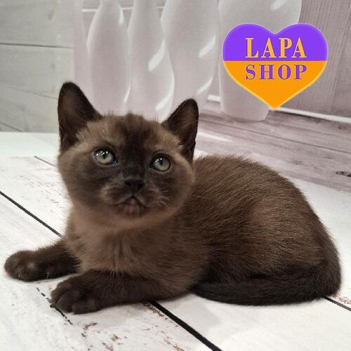 Очаровательная красавица породы американская бурма в роскошной соболиной шубке