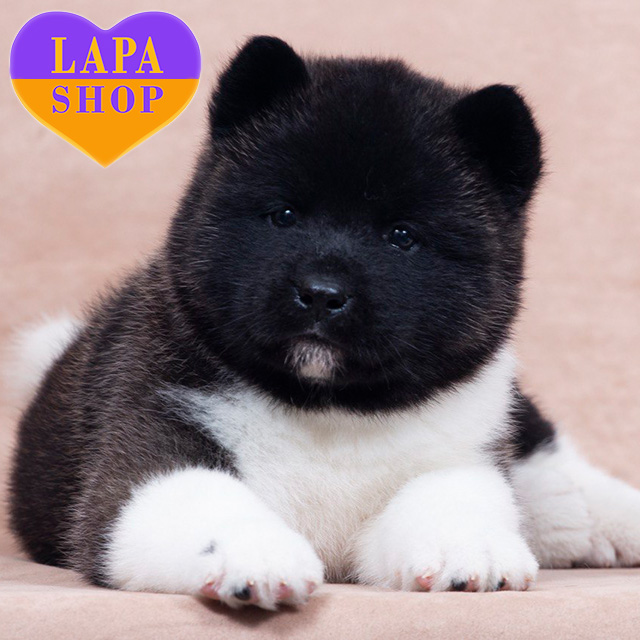 American-Akita-02