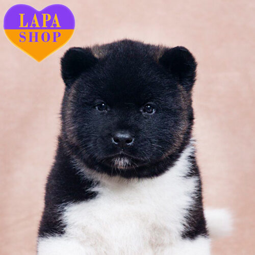 Сіро-білий красень породи американська акіта