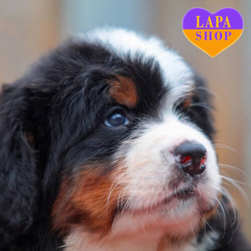 Триколірний хлопчик породи бернський зенненхунд Aqilla