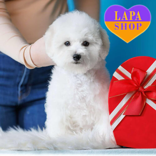 Asgard Imperial Sharm — білосніжний хлопчик породи бішон фрізе