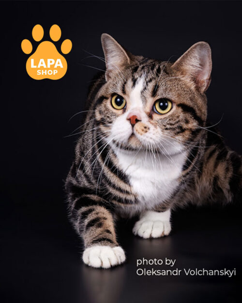 американський короткошерстий котик