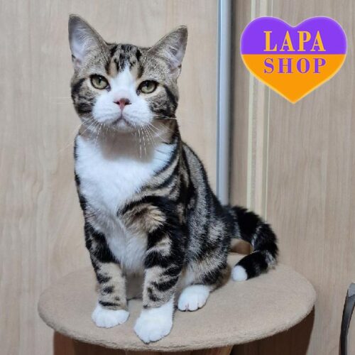 Очаровательный котенок породы американский короткошерстный Мишаня — ваш будущий любимец