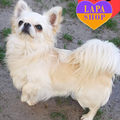 Астин — чарівний довгошерстий хлопчик породи чихуахуа