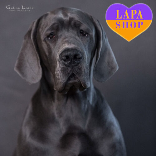 Ayris Galaxy — чарівна дівчинка породи німецький дог блакитного забарвлення