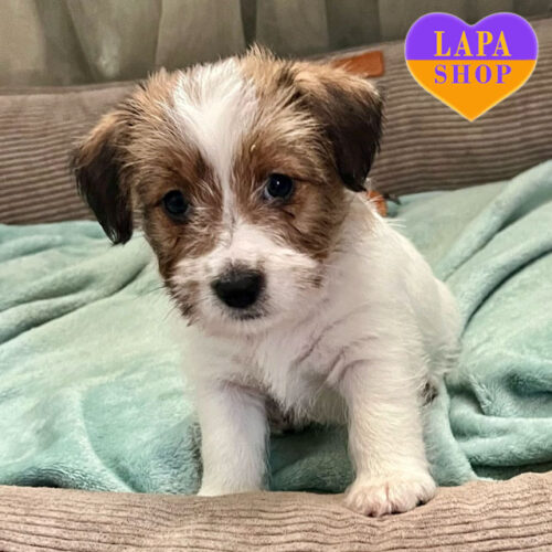 Barbara Bright Surprise — Graceful Girl Jack Russell Terrier