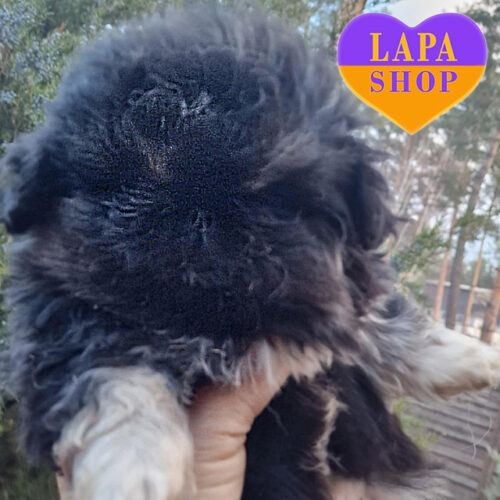 Барби — милая девочка породы пекинес ждет семьи