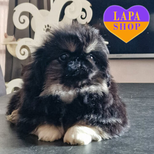 Девочка породы пекинес – настоящее чудо