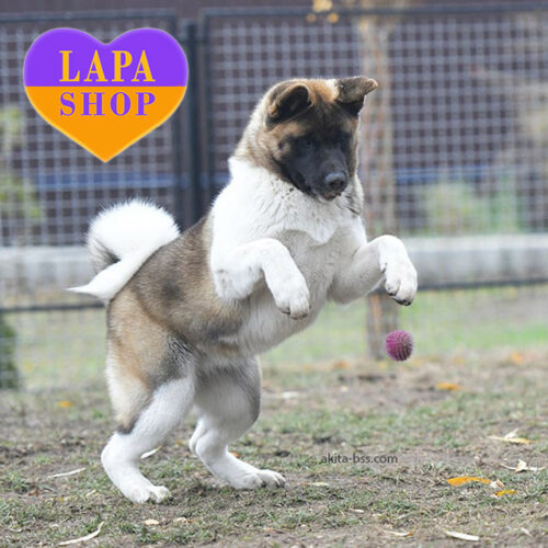 Очаровательная девочка породы американская акита Beldam бело-рыжей окраски