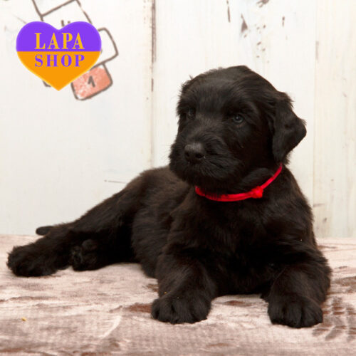 Чарівна дівчинка породи російський чорний тер'єр Bella Rosa