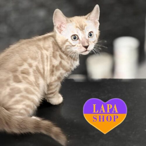 Элегантная бенгальская красавица Alani