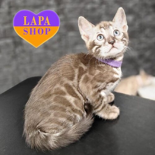 Alex — очаровательный бенгальский котик с роскошным окрасом угольная сепия